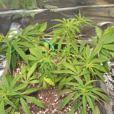 Prenseed #2 growlog timeline photo