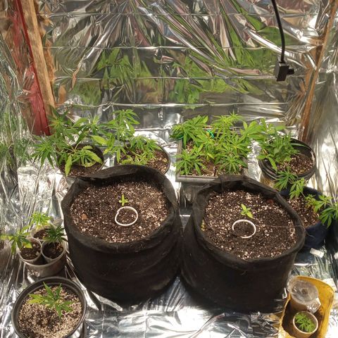 Prenseed #2 growlog timeline photo