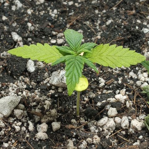 New York Diesel #1 growlog timeline photo