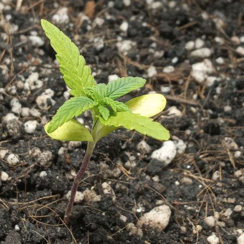 Wedding Cake #1 growlog timeline photo