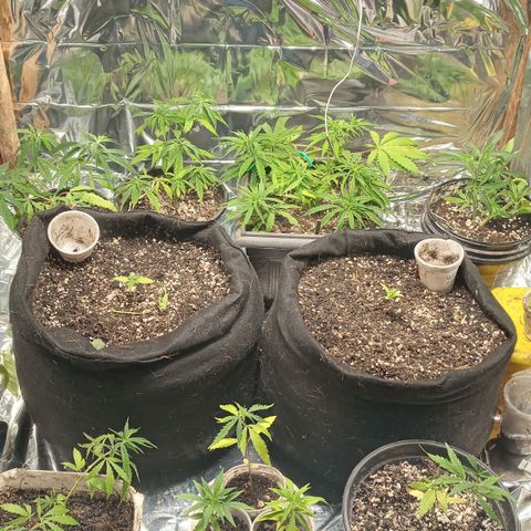 Prenseed #2 growlog photo: Foliar ureia