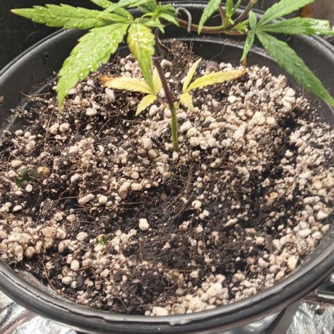 Prenseed #2 growlog photo: Foliar ureia