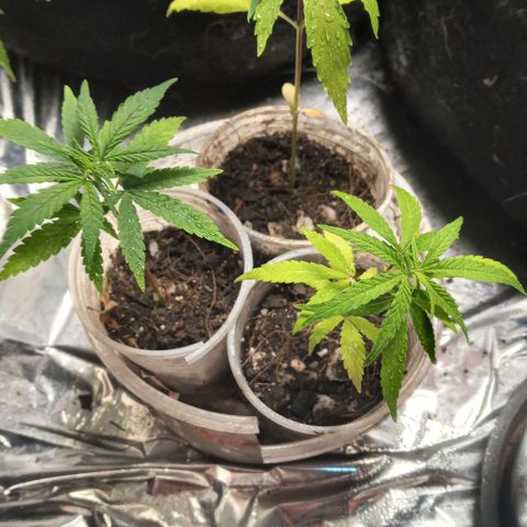 Prenseed #2 growlog photo: Foliar ureia