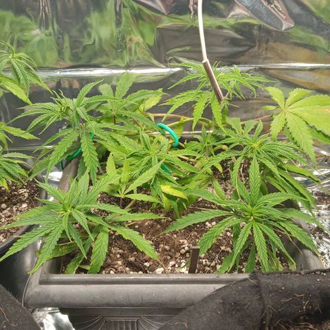Prenseed #2 growlog photo: Foliar ureia