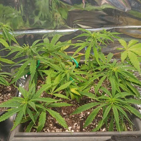 Prenseed #2 growlog timeline photo