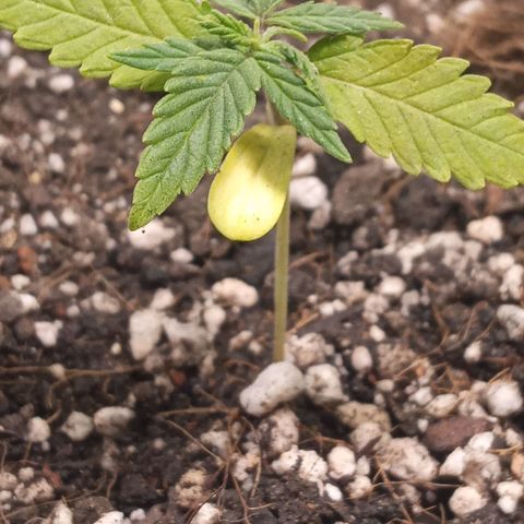 New York Diesel #1 growlog timeline photo