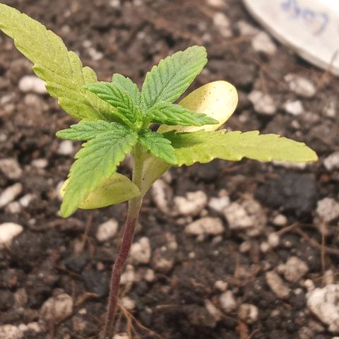Wedding Cake #1 growlog timeline photo