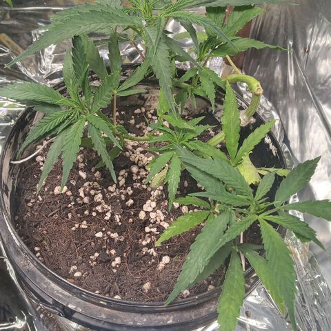 Prenseed #2 growlog timeline photo