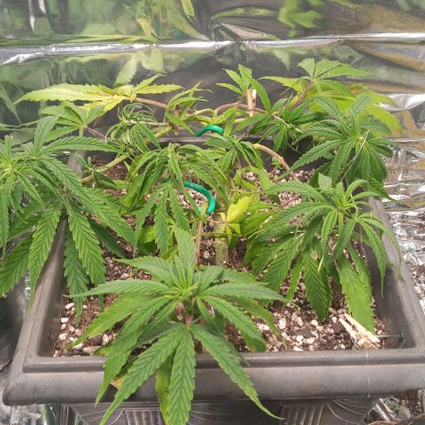 Prenseed #2 growlog timeline photo