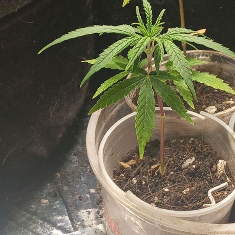 Prenseed #2 growlog timeline photo