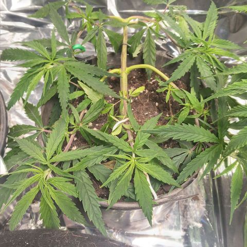 Prenseed #2 growlog timeline photo