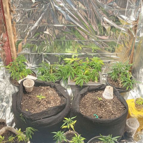 Prenseed #2 growlog timeline photo