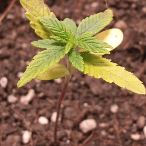 Wedding Cake #1 growlog photo: Manchas marrom na primeira folha