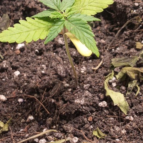 New York Diesel #1 growlog timeline photo