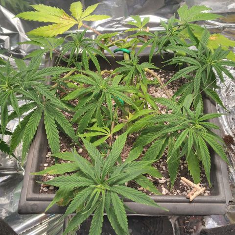 Prenseed #2 growlog timeline photo