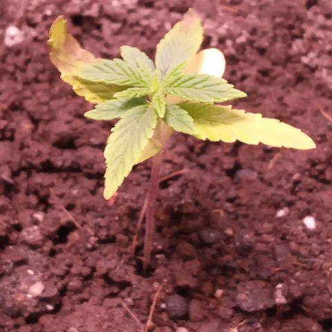 Wedding Cake #1 growlog timeline photo