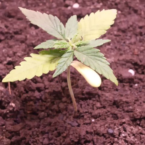 New York Diesel #1 growlog timeline photo
