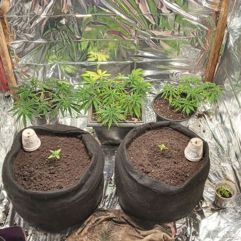 Prenseed #2 growlog timeline photo