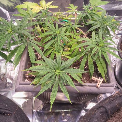 Prenseed #2 growlog timeline photo