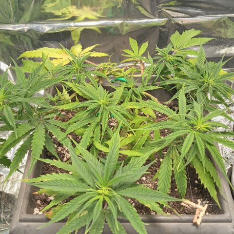 Prenseed #2 growlog timeline photo