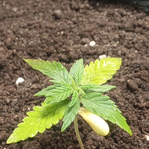 New York Diesel #1 growlog photo: Foliar fishmix