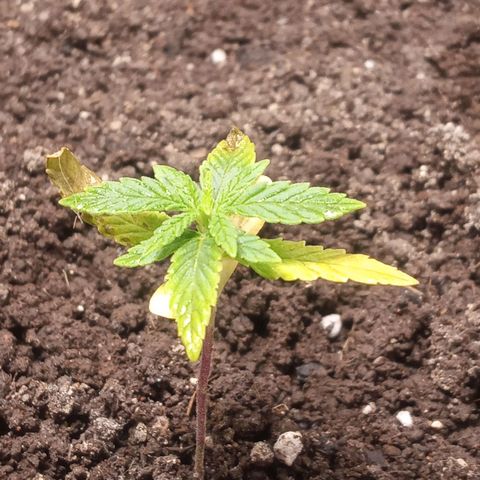 Wedding Cake #1 growlog photo: Foliar fishmix 