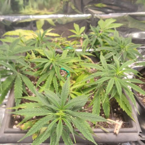 Prenseed #2 growlog timeline photo