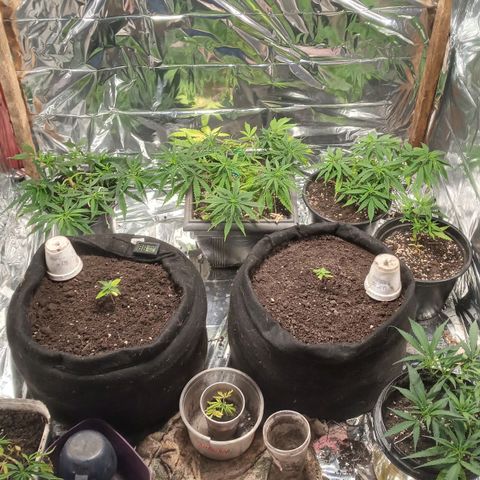 Prenseed #2 growlog timeline photo