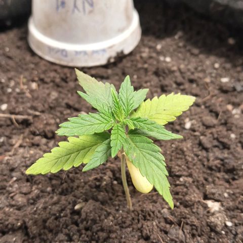 New York Diesel #1 growlog timeline photo