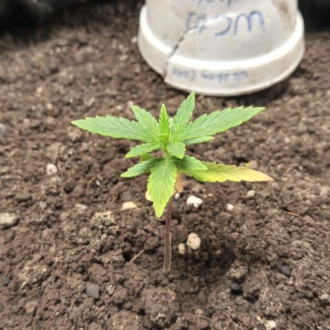 Wedding Cake #1 growlog timeline photo