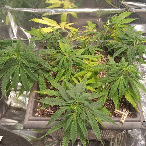 Prenseed #2 growlog timeline photo