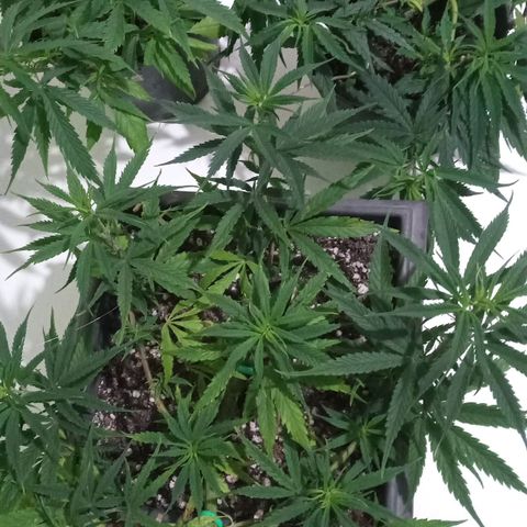 Prenseed #2 growlog timeline photo