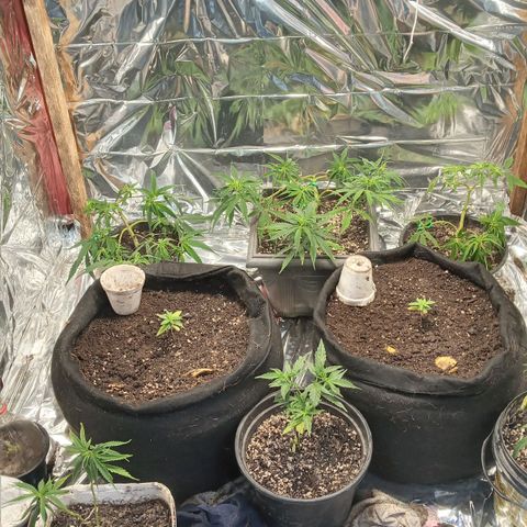 Prenseed #2 growlog photo: Defoliaçao