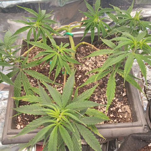 Prenseed #2 growlog photo: Defoliaçao