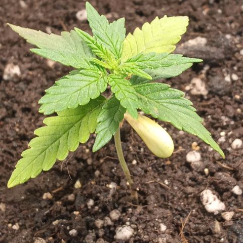 New York Diesel #1 growlog timeline photo