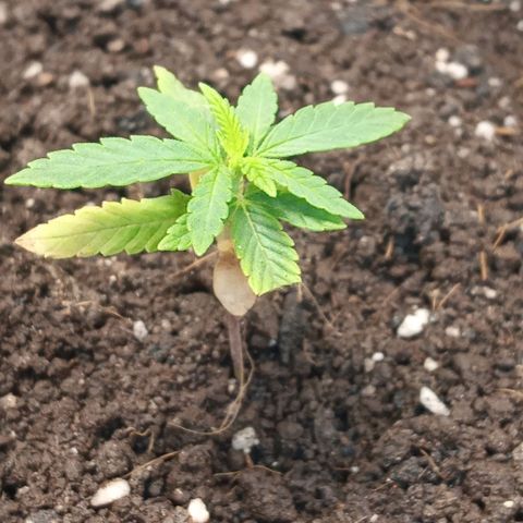 Wedding Cake #1 growlog timeline photo