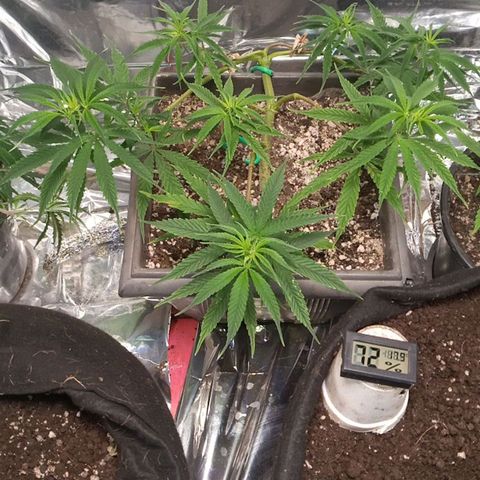 Prenseed #2 growlog timeline photo