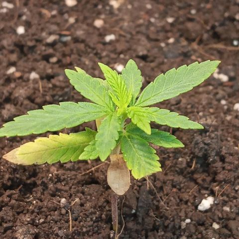 Wedding Cake #1 growlog timeline photo