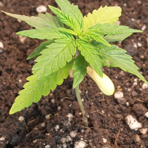 New York Diesel #1 growlog timeline photo