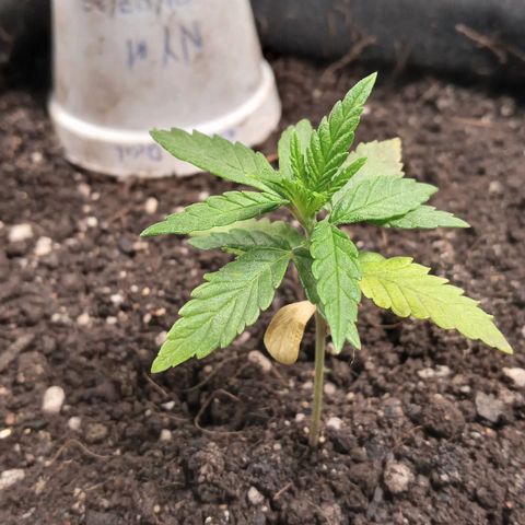 New York Diesel #1 growlog timeline photo