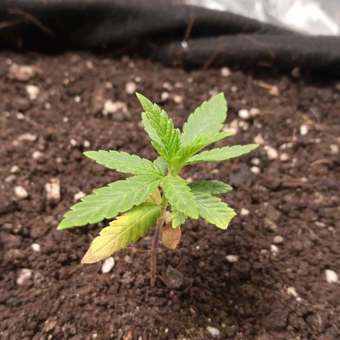 Wedding Cake #1 growlog timeline photo