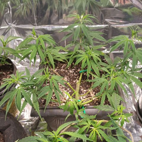 Prenseed #2 growlog timeline photo