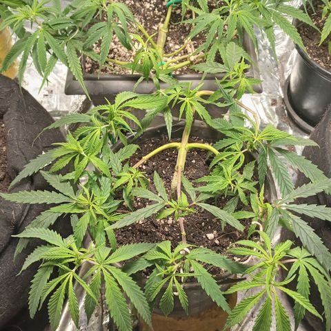 Prenseed #2 growlog timeline photo
