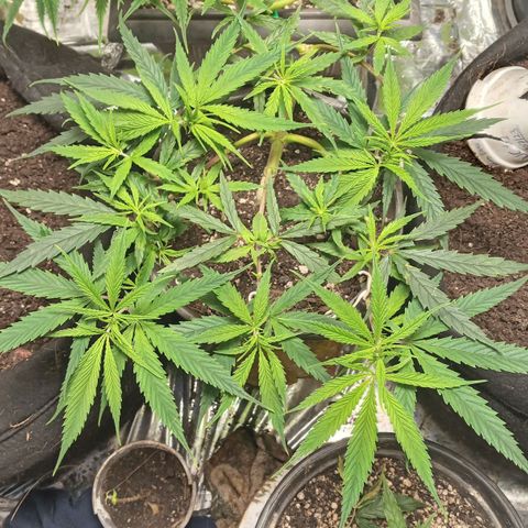 Prenseed #2 growlog timeline photo