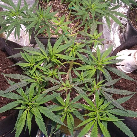 Prenseed #2 growlog timeline photo