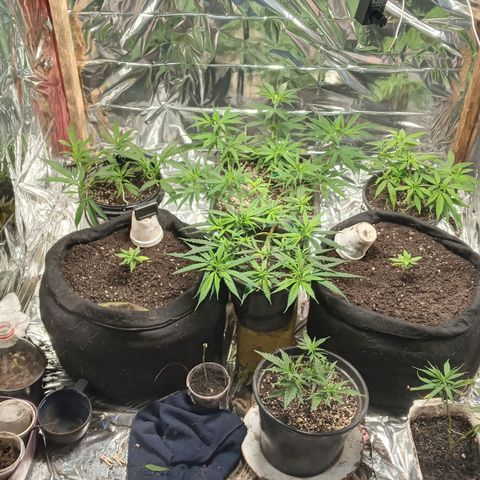 Prenseed #2 growlog timeline photo