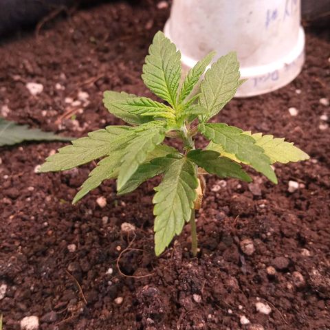 New York Diesel #1 growlog timeline photo