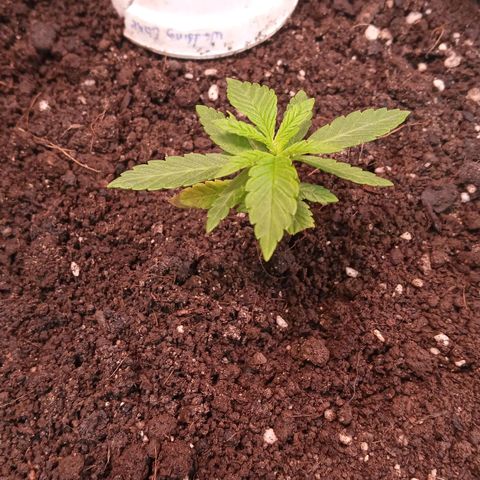 Wedding Cake #1 growlog timeline photo