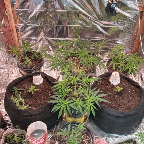 Prenseed #2 growlog timeline photo