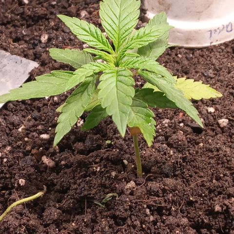 New York Diesel #1 growlog timeline photo